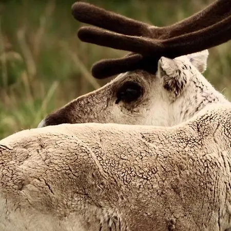 Stenli Retro Séjour chez l'habitant Baevkopp